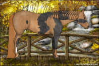 Horse Color:Black  Brindle