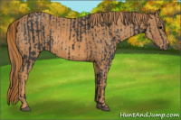 Horse Color:Black  Brindle