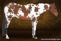 Horse Color:White Spotted Bay 