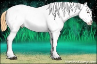 Horse Color:Buckskin Roan Dun Appaloosa 