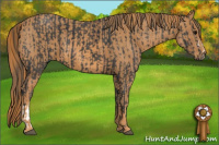 Horse Color:Black  Brindle