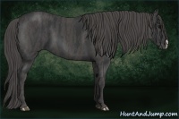 Horse Color:Black  Brindle
