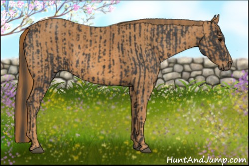Horse Color: Black  Brindle