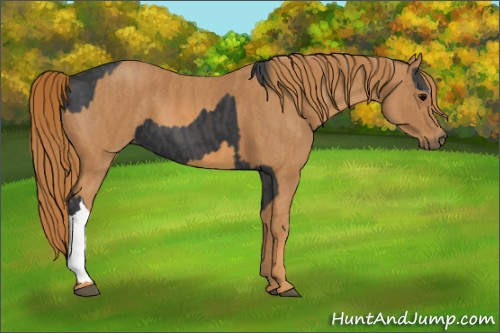 Horse Color: Black  Brindle