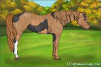 Horse Color:Black  Brindle