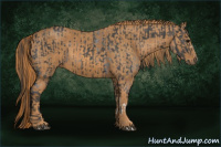 Horse Color:Blue Roan  Brindle