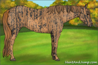 Horse Color:Black  Brindle