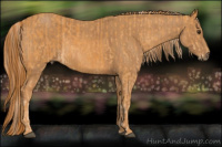 Horse Color:Palomino  Brindle
