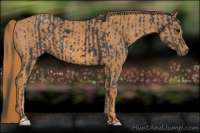 Horse Color:Black  Brindle