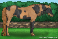Horse Color:Black  Brindle