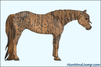 Horse Color:Black  Brindle