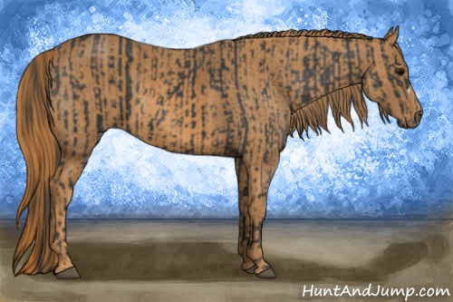 Horse Color: Black  Brindle