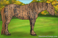 Horse Color:Black  Brindle
