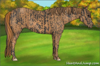 Horse Color:Black  Brindle