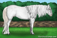 Horse Color:Chocolate Palomino Appaloosa 