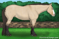 Horse Color:Buckskin Roan Dun Splash