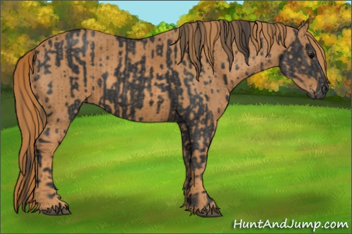 Horse Color: Black  Brindle