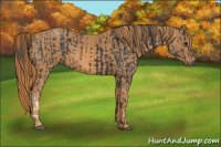 Horse Color:Black  Brindle