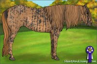 Horse Color:Black  Brindle