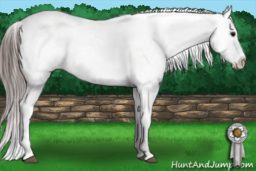 Horse Color: Brown Near Leopard Rabicano 