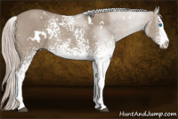Horse Color:White Spotted Silver Grullo Splash 