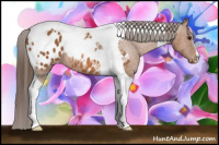 Horse Color:Bay Tobiano Blanket 