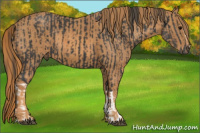 Horse Color:Black  Brindle