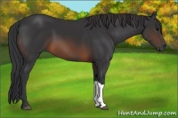Horse Color:Brown 