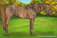 Horse Color:Black  Brindle