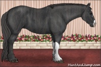 Horse Color:Black  Brindle