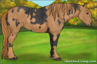 Horse Color:Black  Brindle