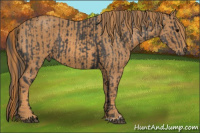 Horse Color:Black  Brindle