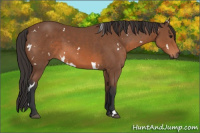 Horse Color:Unknown 