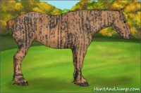 Horse Color:Black  Brindle