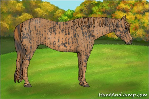 Horse Color: Black  Brindle