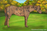 Horse Color:Black  Brindle