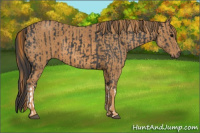 Horse Color:Black  Brindle