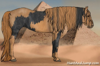 Horse Color:Black  Brindle