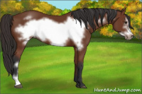 Horse Color:Bay Frame 