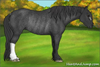 Horse Color:Black Rabicano 