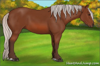 Horse Color:Silver Bay 