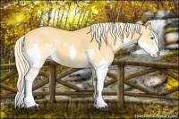 Horse Color:White Spotted Palomino Dun Splash 