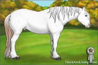 Horse Color:Black Blanket Rabicano 