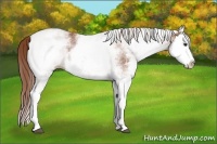Horse Color:White Spotted Chestnut Splash 