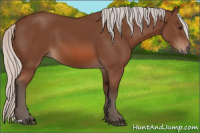 Horse Color:Silver Bay 