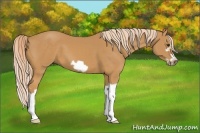 Horse Color:Palomino Splash Frame 