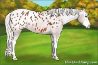 Horse Color:Silver Bay Splash Appaloosa 