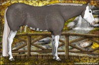 Horse Color:Silver Black Splash 