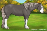 Horse Color:Silver Black Splash 
