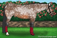 Horse Color:Bay Ice Roan 